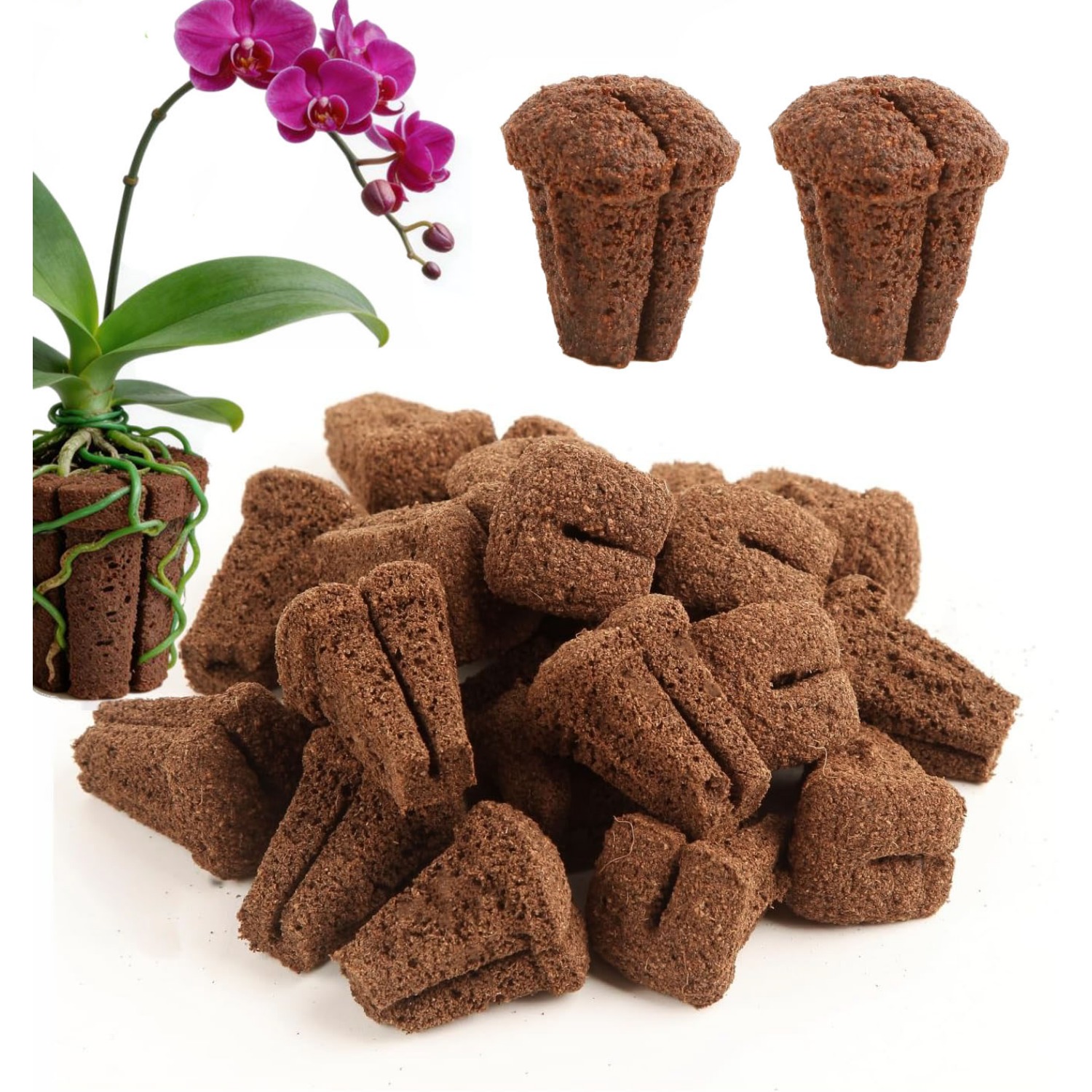 Orchid Phalaenopsis - Hydroponic Rapid Grow Rooting Seed Starter