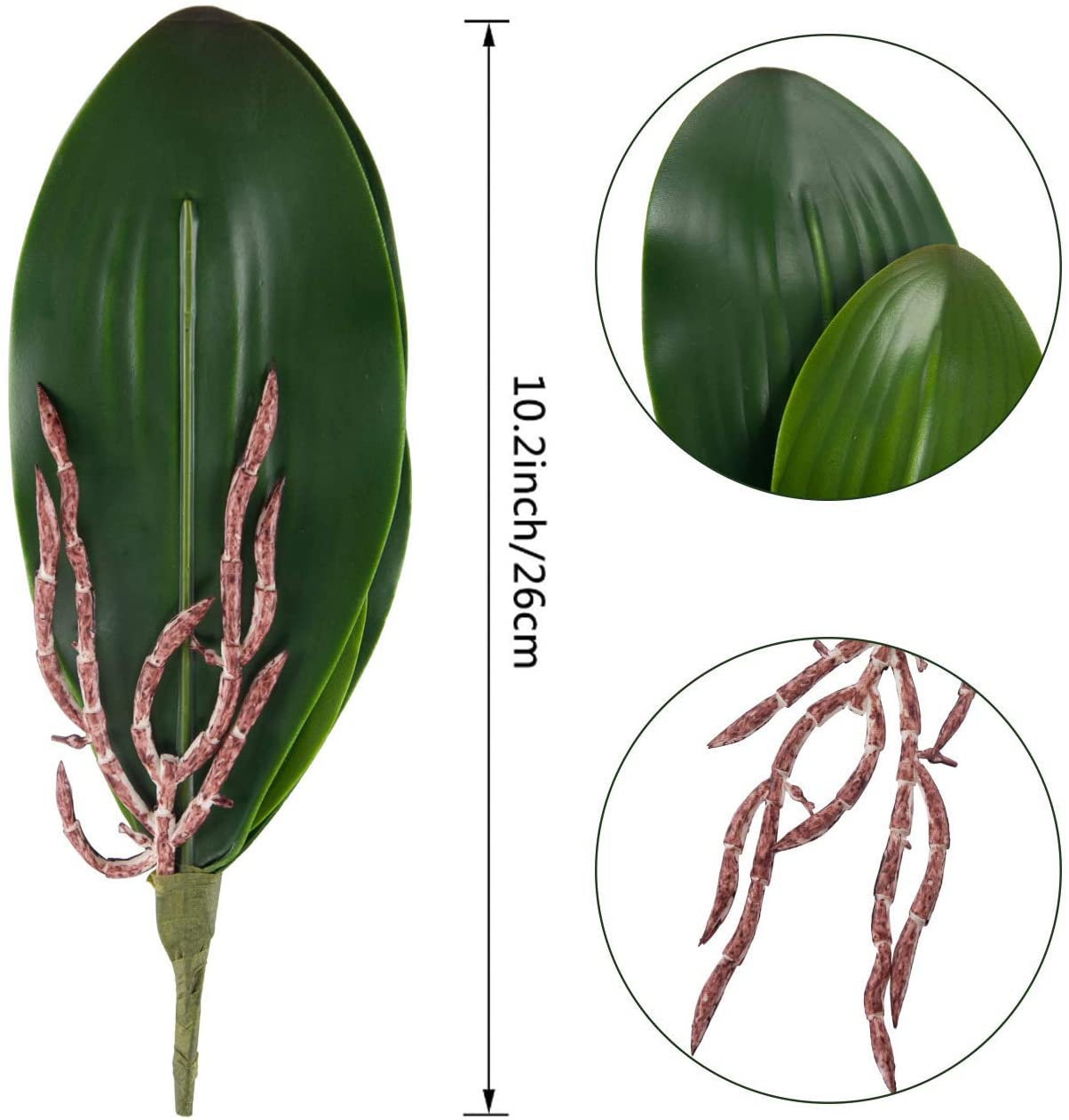 Phalaenopsis Orchids Leaves Ar - Orchid Phalaenopsis recension och pris