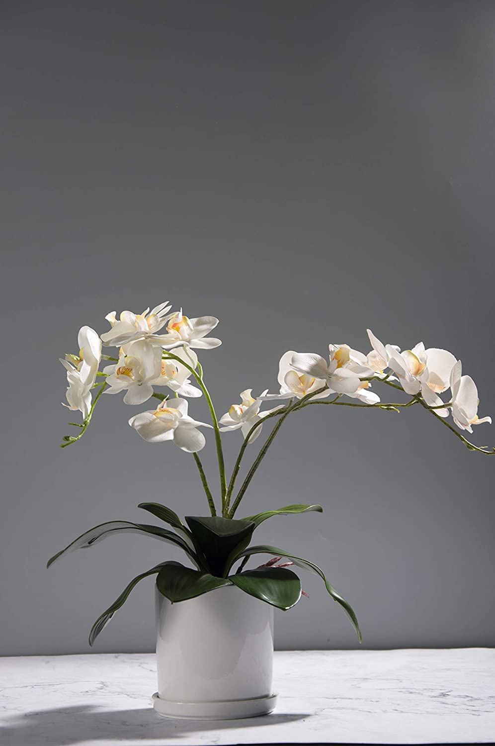 Phalaenopsis Orchids Leaves Ar - Orchid Phalaenopsis recension och pris