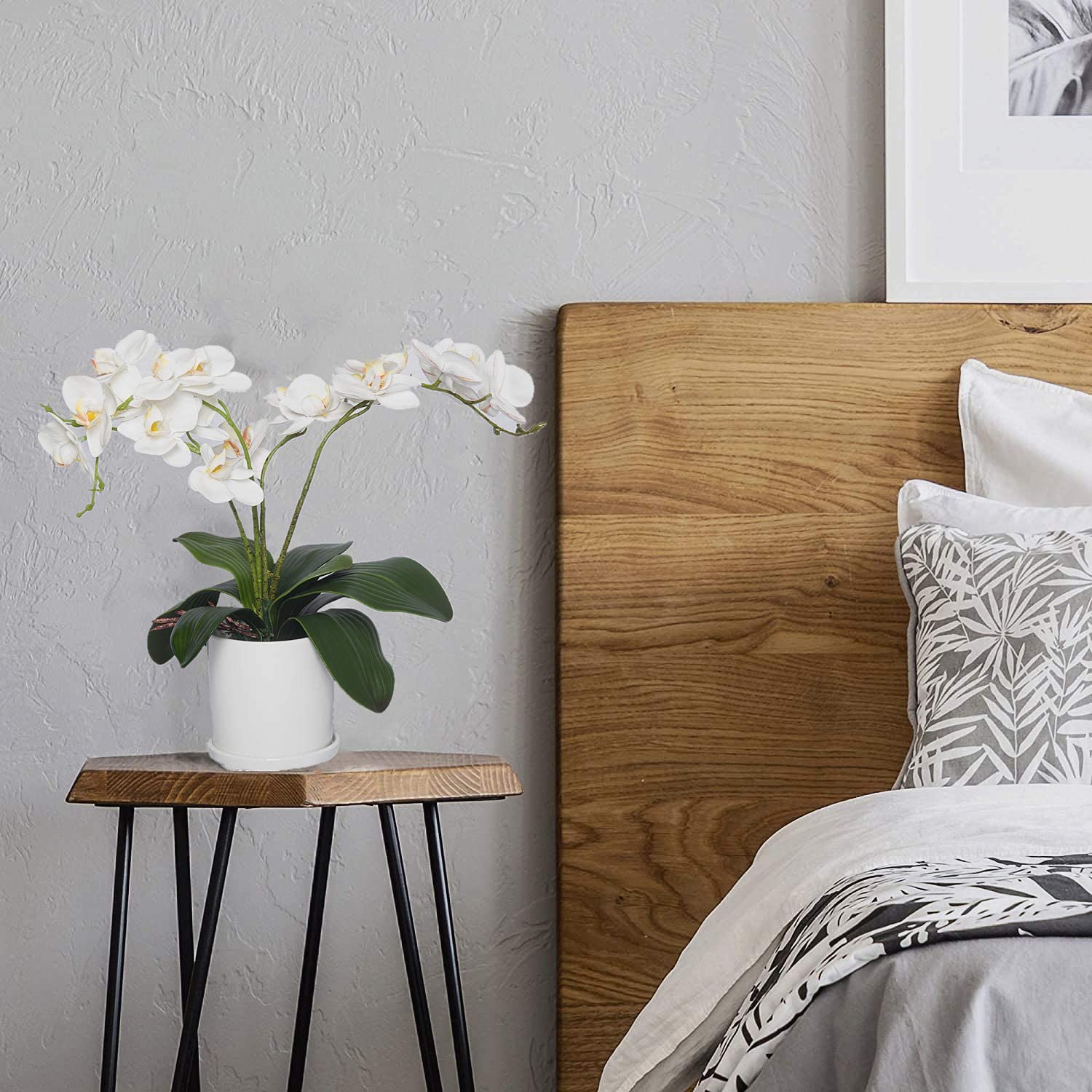 Phalaenopsis Orchids Leaves Ar - Orchid Phalaenopsis recension och pris