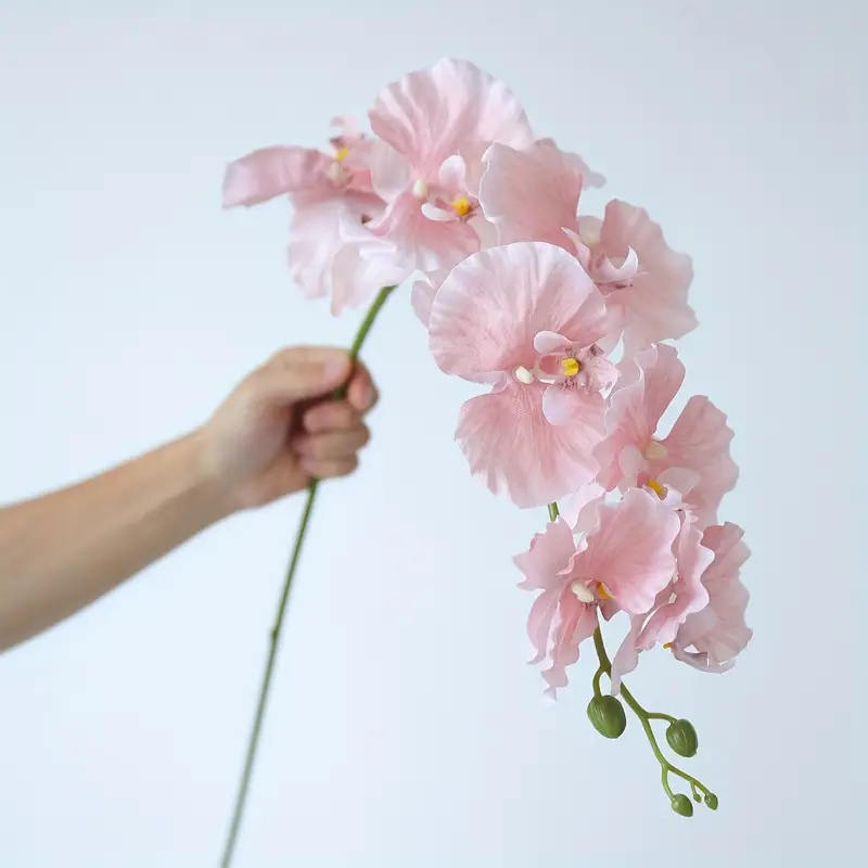 Long Branch Butterfly Orchids  - Orchid Phalaenopsis recension och pris