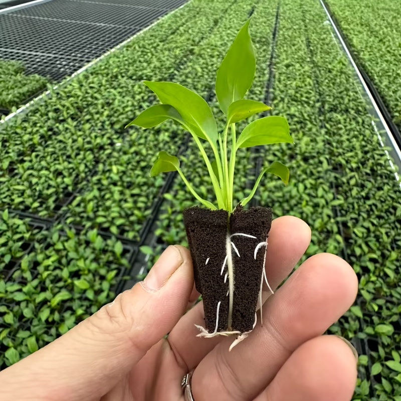 Hydroponic Rapid Grow Rooting  - Orchid Phalaenopsis recension och pris