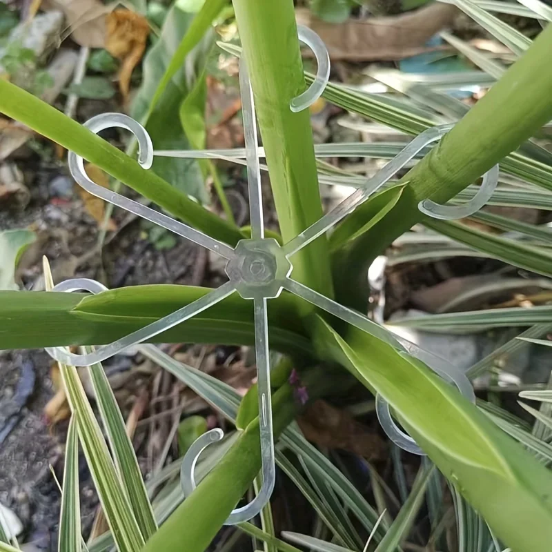 4pcs Climbing Plants Support C - Variegated Monstera Node recension och pris